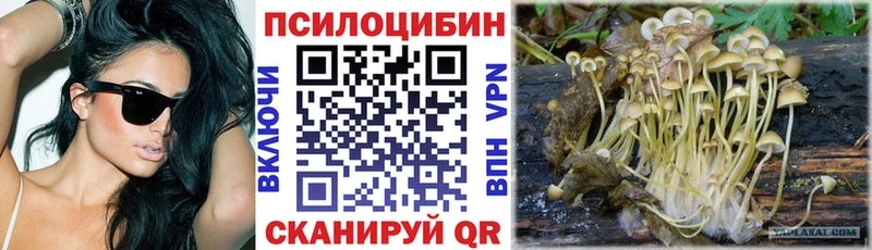 Галлюциногенные грибы Psilocybe Похвистнево